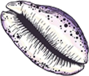 Beautiful Ocean Seashell Nautical Sea Art Cartoon - Coffee Bean Purple Vinyl Decal Sticker