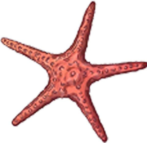 Beautiful Ocean Seashell Nautical Sea Art Cartoon - Starfish Vinyl Decal Sticker