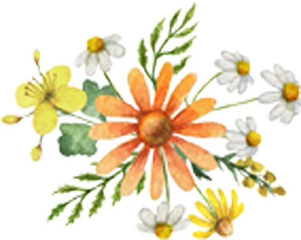 Beautiful Simple Flower Floral Bunch Arrangement Watercolor Art - Daisy Orange Vinyl Decal Sticker