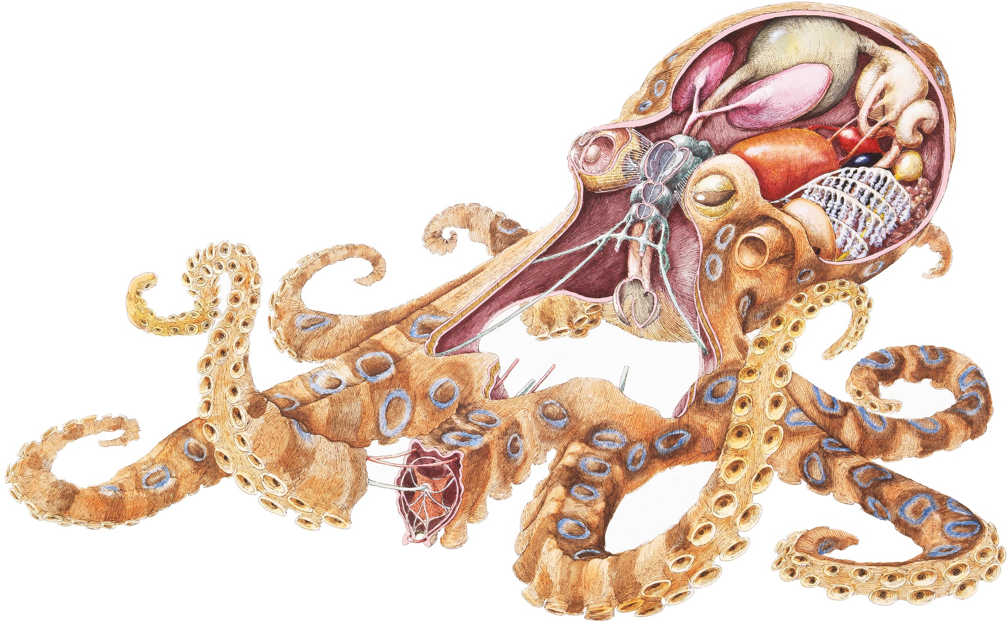 Cool Squid Octopus Anatomy Cartoon Sketch Vinyl Sticker
