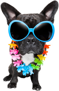 Hawaiian Black French Bulldog Puppy with Sunglasses Vinyl Decal Sticker