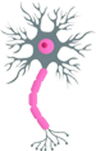 Simple Medical Symbols Icons Hospital Doctor Cartoon - Neuron Vinyl Decal Sticker