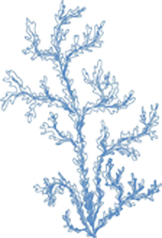Pretty Delicate Light Blue Sea Ocean Life Cartoon Art - Coral #1 Vinyl Decal Sticker