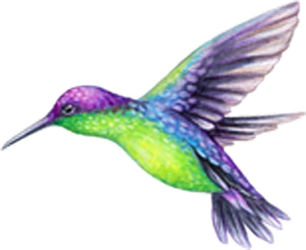 Beautiful Vibrant Colored Hummingbird Art #3 Vinyl Decal Sticker